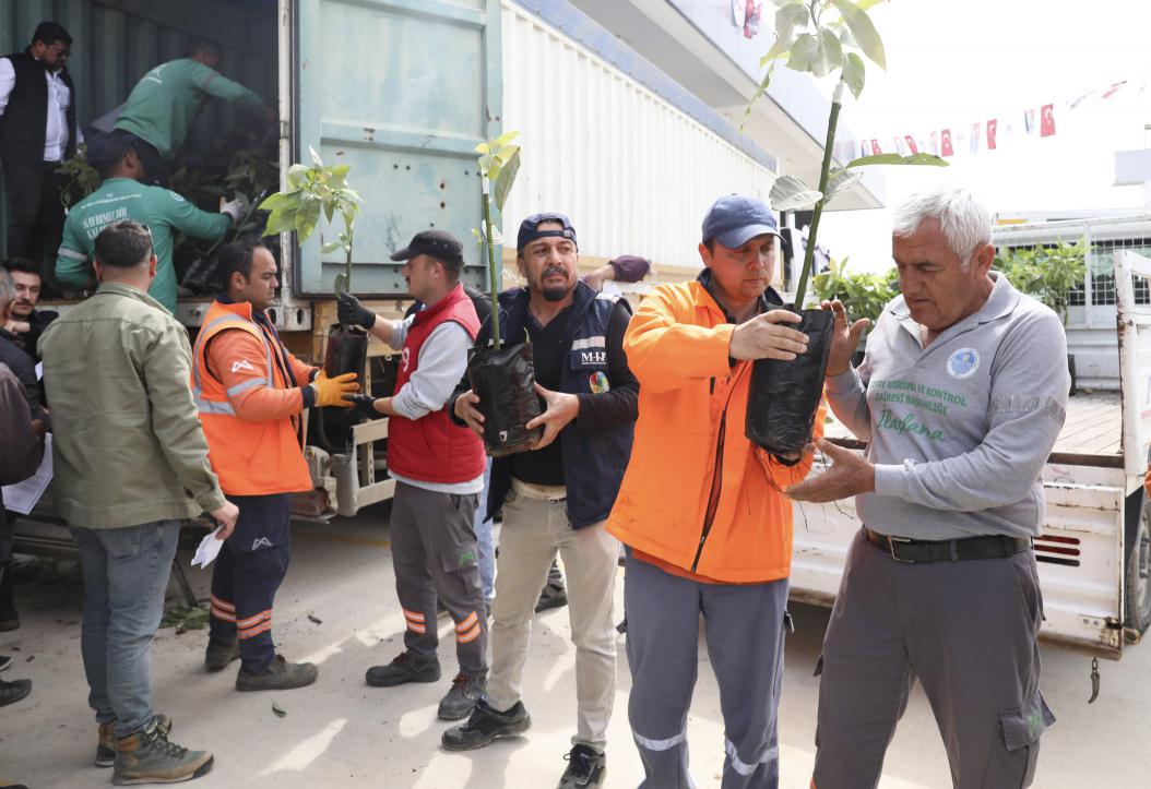 Anamur’da Avokado Seferberliği | 500 Dönümlük Tarımsal Yatırım